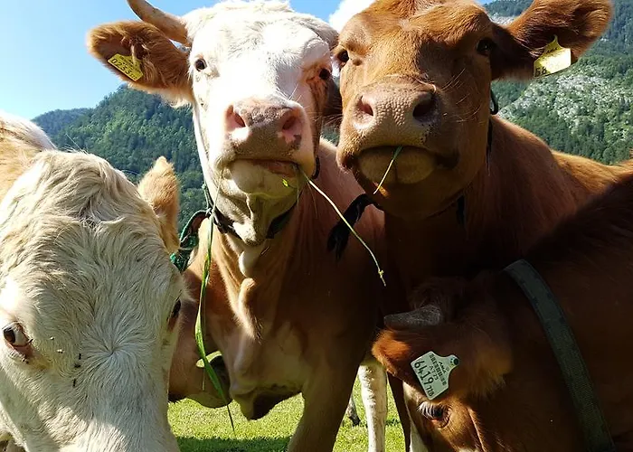 Διαμέρισμα Residenz5360 Saint Wolfgang